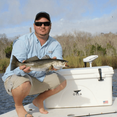 Speckled Trout