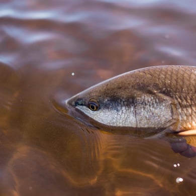 Redfish