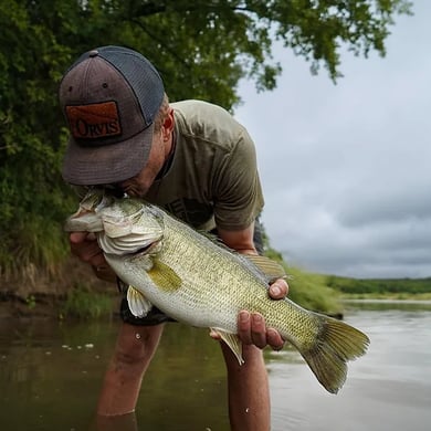 Largemouth Bass