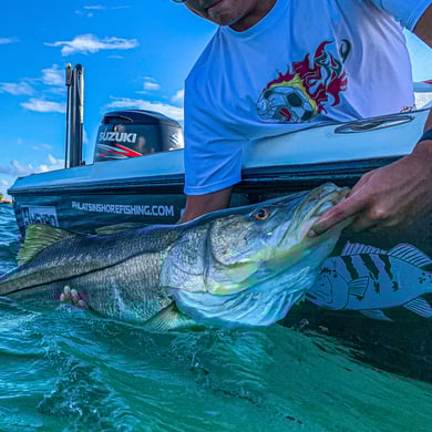 Snook