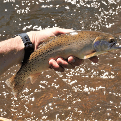 Rio Grande Cutthroat Trout