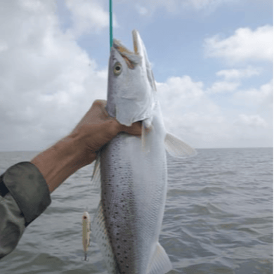 fishing trips west bay