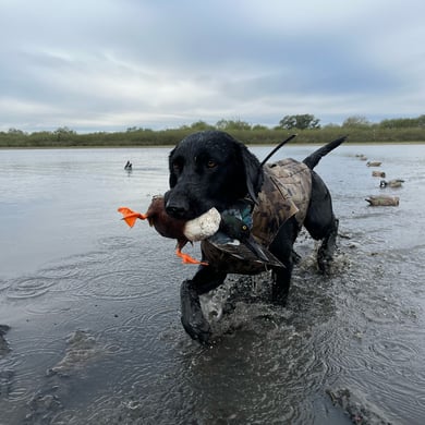 Northern Shoveler