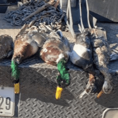 weekend hunting trips texas weekend hunting trips texas