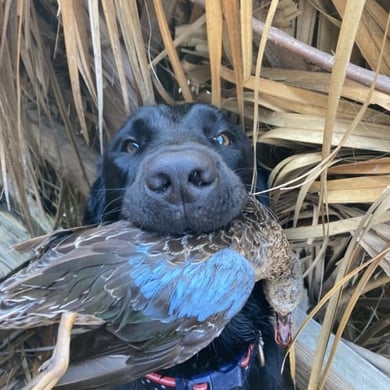 Hunting in Aransas Pass