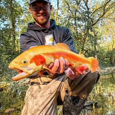 Golden Trout