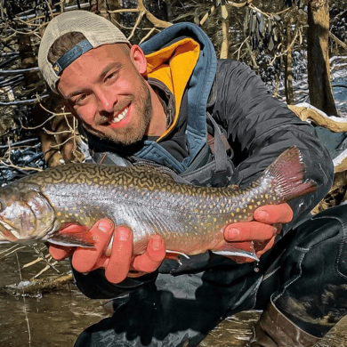 Brook Trout