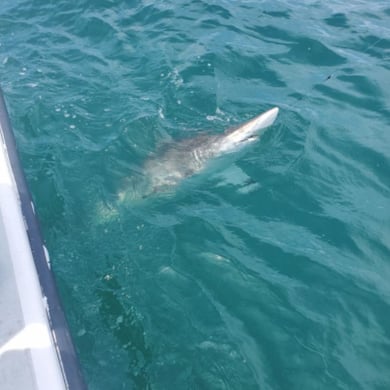 Fishing in Morehead City