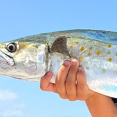 Fishing in Tampa