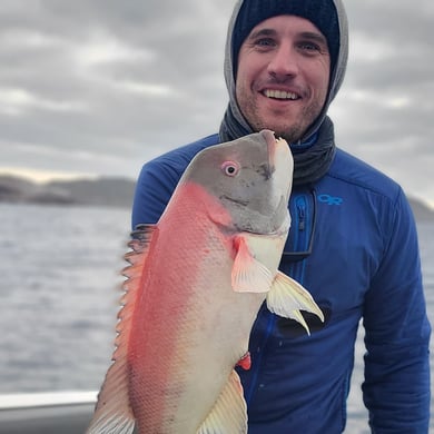 California Sheephead