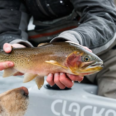 Fishing in Avery