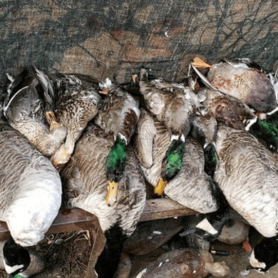 weekend hunting trips texas weekend hunting trips texas