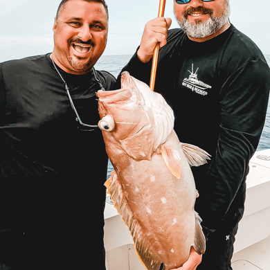 Snowy Grouper