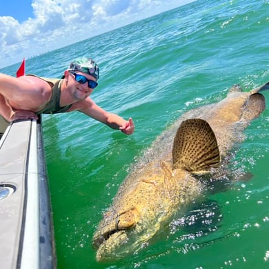 Goliath Grouper