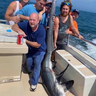 Thresher Shark
