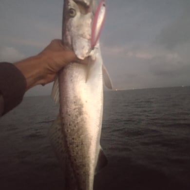 Fishing in Texas City