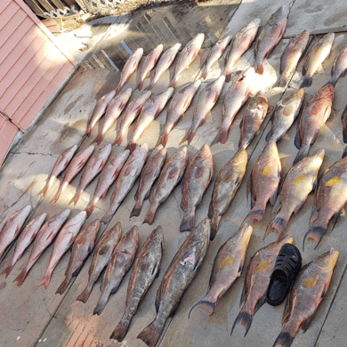 Fishing in Coral Gables