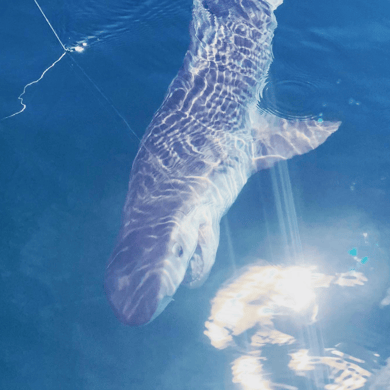 Fishing in Orange Beach