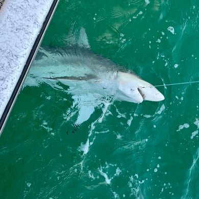 Fishing in Panama City