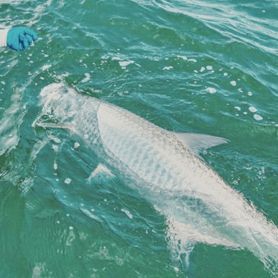 Fishing in Clearwater