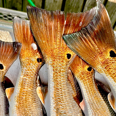 Fishing in South Padre Island