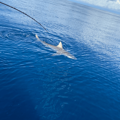 Fishing in Belleair Bluffs