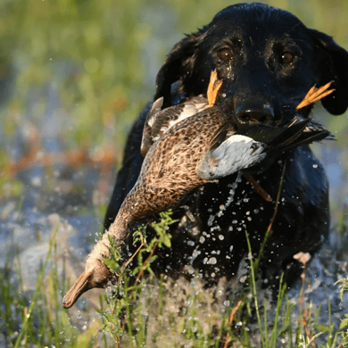 Hunting in Shallowater