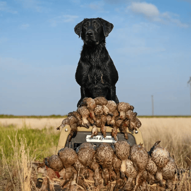 Hunting in Shallowater