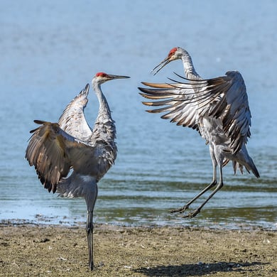 Sandhill Crane