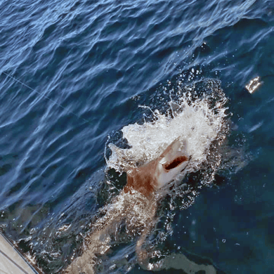 Fishing in Orange Beach