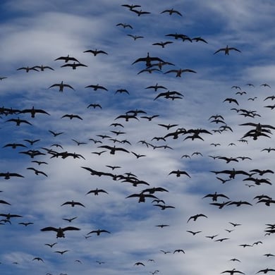 How to Catch Specklebelly Goose & Specklebelly Goose Hunting Guides