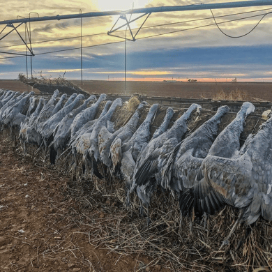 Hunting in Littlefield