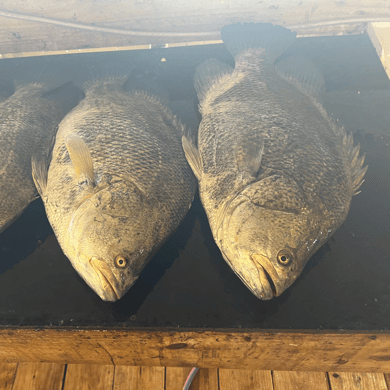 Fishing in Boothville-Venice