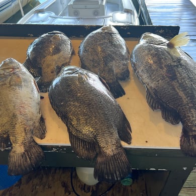 Fishing in Boothville-Venice