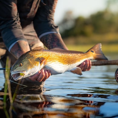 Trash Fish or Treasure: Black Drum, Bonita, and Mahi