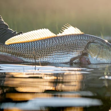 Fishing in Ponte Vedra Beach