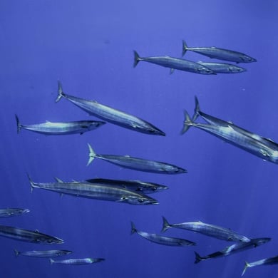 Fishing in Cabo San Lucas