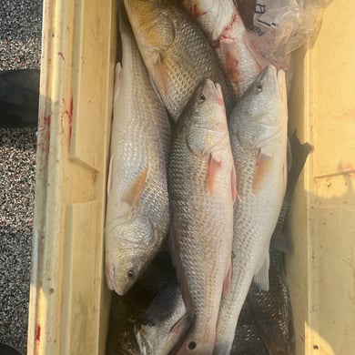 Fishing in Galveston