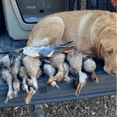 Hunting in Matagorda