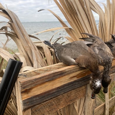 Hunting in Corpus Christi