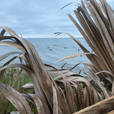 Hunting in Corpus Christi