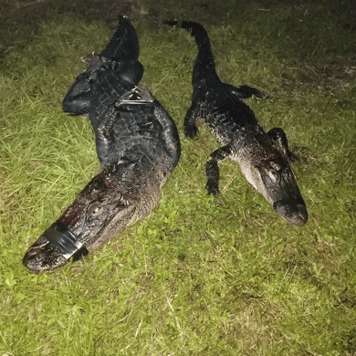 Hunting in Cape Coral