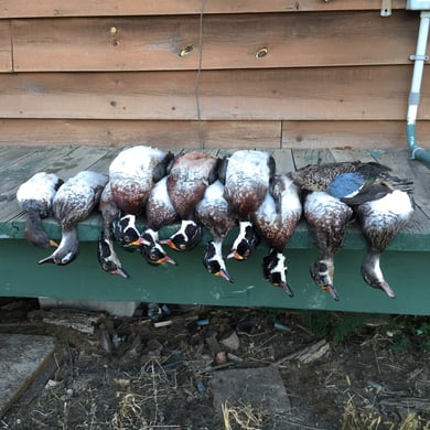 How to Catch Wood Duck &amp; Wood Duck Hunting Guides