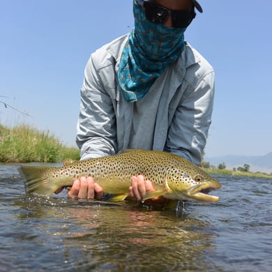 Bozeman