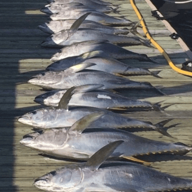 Using Hawaiian Trolling Techniques for Northeast Tuna - On The Water