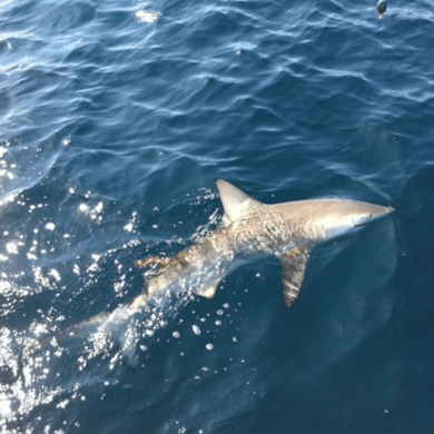 Fishing in Galveston