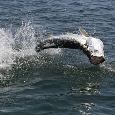 Fishing in Summerland Key