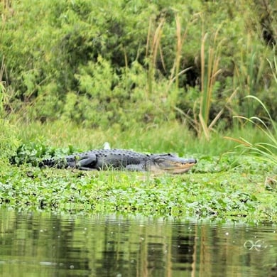 Kissimmee