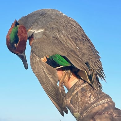 Green-Winged Teal