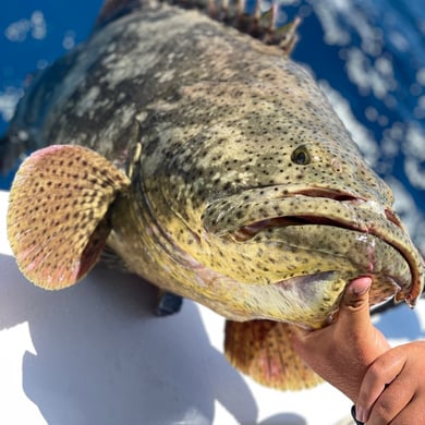 Heavy Tackle Fishing